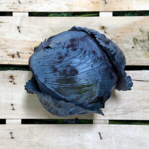 blaukraut