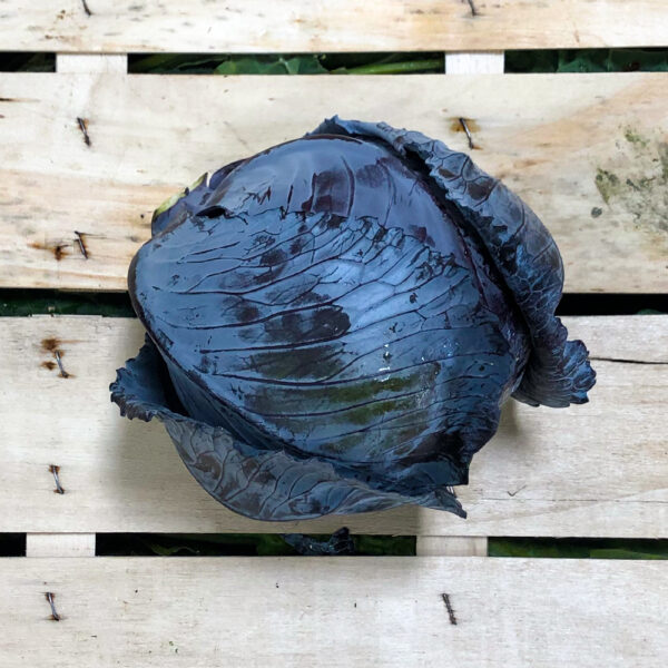 blaukraut