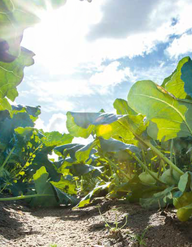 Gartenbauzentrale_kohlrabi