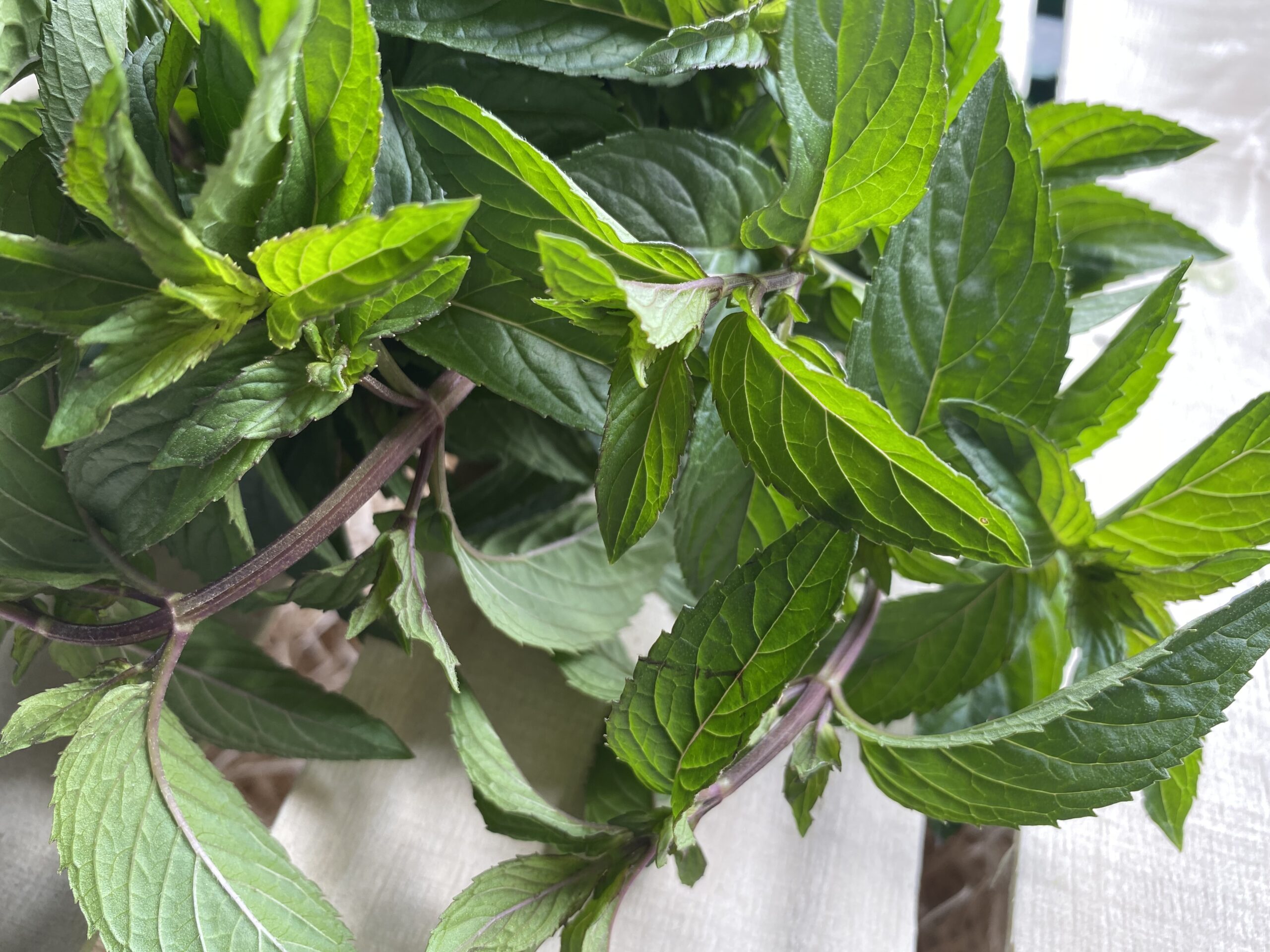 rote Minze die veggies